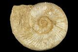 Jurassic Ammonite (Perisphinctes) Fossil - Madagascar #182013-1